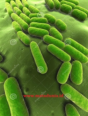 Bakteri Basil