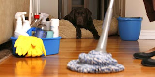 professional pet cleaning near me