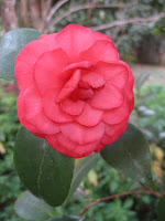 pink camellia