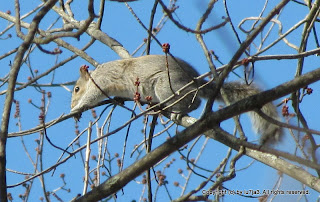 Gray Squirrel