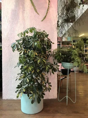 Como utilizar plantas na decoração de interiores