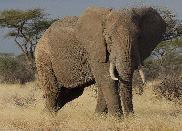 hewan-yang-paling-banyak-membunuh-manusia-setiap-tahunnya-gajah