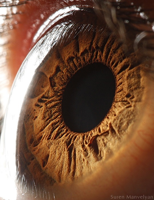 macro-eyes (10)