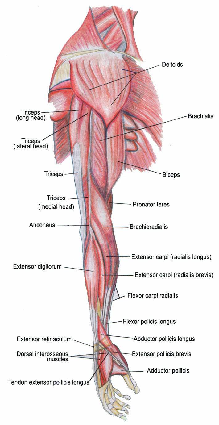 Muscles Of The Human Body Flashcards by ProProfs