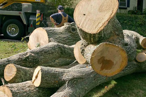 BELIEVING THESE MYTHS ABOUT QUALITY TREE CARE KEEPS YOU FROM GROWING