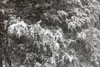  snow covered cedars