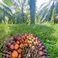 Derita Petani Sawit, Marak Pencurian TBS saat Buah Trek