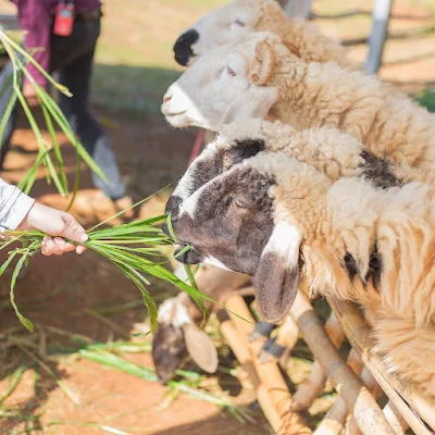 bisnis ternak kambing bagi hasil