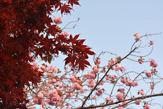 静峰ふるさと公園八重桜まつり