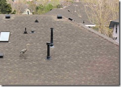 heron1