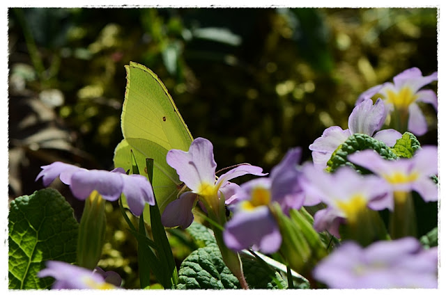 papillon Citron butinant une primevere