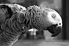 Bird's Beaks