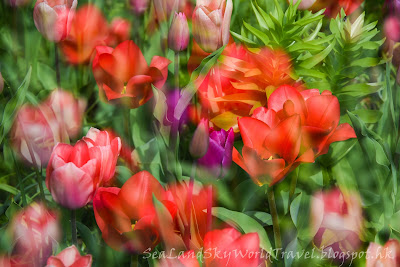 庫肯霍夫公園, Keukenhof, 荷蘭, holland, netherlands