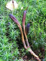 Apa itu Cordyceps ???  Welcome To Our Group Insaan Malaysia