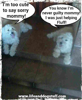 Buffy and Fluffy dogs not guilty.