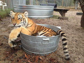 Funny animals of the week - 20 December 2013 (40 pics), baby tiger cooling down in the bucket