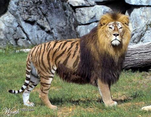 Jane's Journey: Amazing Liger