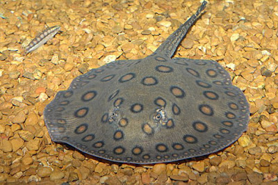 Ikan Pari Motoro - Ikanesia