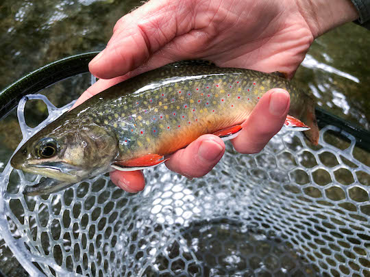 Native southern Appalachian brook trout