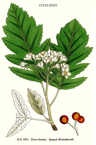 Рябина гибридная / Рябина финская (Sorbus hybrida, =Sorbus fennica)