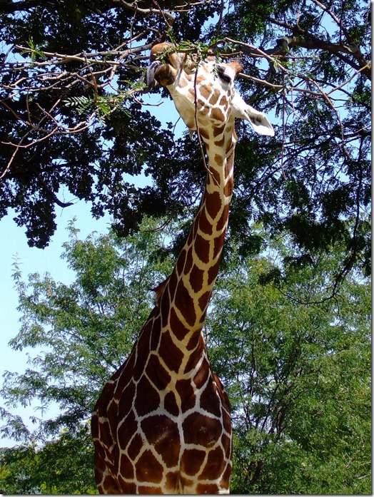 Zoo 060