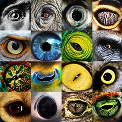 animal-eyes