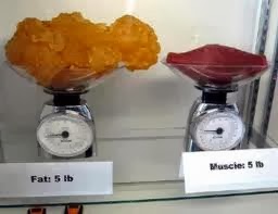 5 lbs of fat vs. 5 lbs of muscle