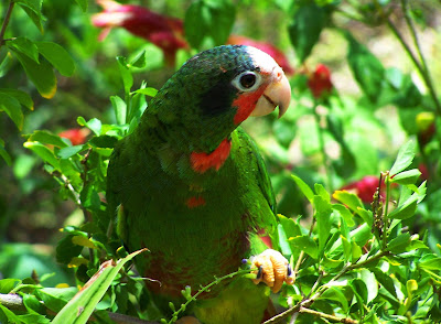 PARROT HD WALLPAPER FREE DOWNLOAD 27