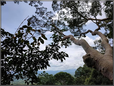 CANOPY WALKWAY, RANAU, SABAH