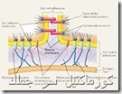Hydrolyzed collagen (محلل الكولاجين)