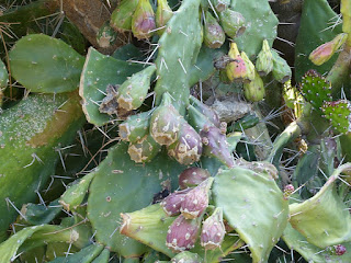 Opuntia ficus-indica - Figuier de Barbarie - Figuier d'Inde 