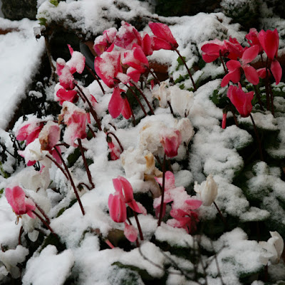 ciclamini rosa coperti di neve