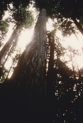 Giant Tree on March 19, 1992