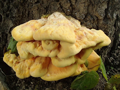 grzyby 2017, grzyby w maju, Laetiporus sulphureus żółciak siarkowy