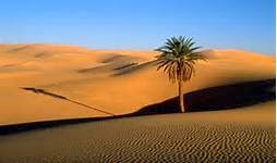 The Dunes