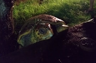 http://vnoticia.com.br/noticia/2512-tartaruga-se-desorienta-e-e-devolvida-ao-mar-na-praia-de-guaxindiba