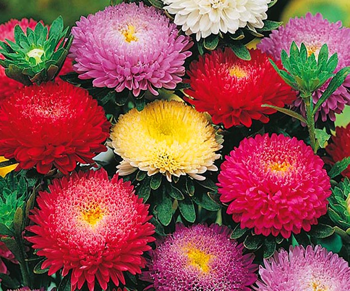 Chrysanthemum Flowers Images - Winter Flowers Images Download - Winter flowers - NeotericIT.com