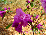 Deep Pink Rhododendron South Garden Near Lake Ontario (rhododendron pink)