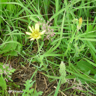 salsify, Tragopogon dubious