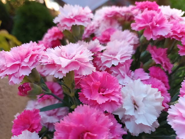 Clavel Ten nelke (Dianthus caryophyllus var. Ten nelke).