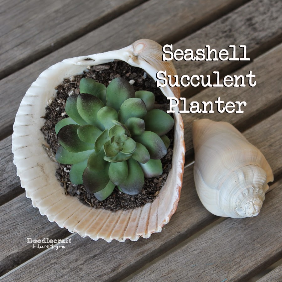 Seashell Succulent Planter!