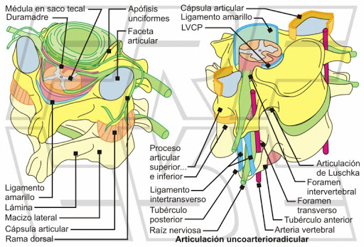 Anatomía del raquis cervical