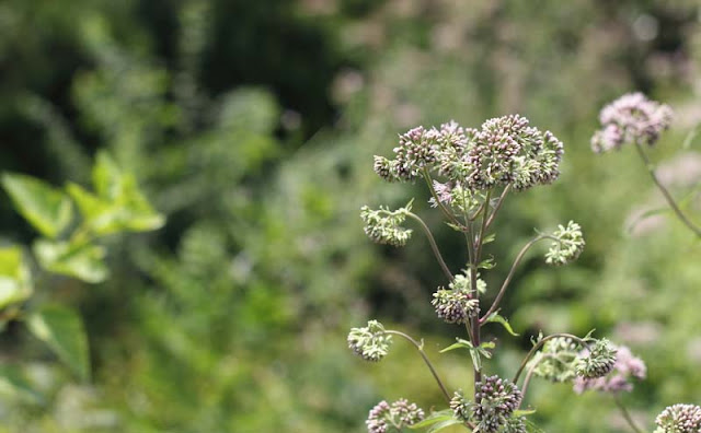 Joe-Pye Weed Flowers