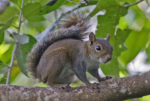 Sciurus،Tree squirrels,سنجابيات,سنجب,سمۆرە،کشتوکاڵ،دەوەن،دەوەن سەردار.ناجح گوڵپی