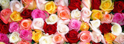 Rose wallpapers,(Rose photos,Rose pics,Rose pictures,Rose images,Rose day wallpapers,Flawers HD wallpaper)