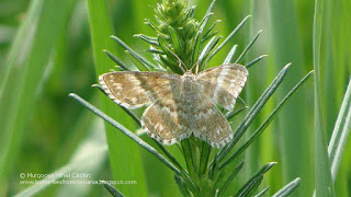 Scopula (Scopula) immorata DSC54066