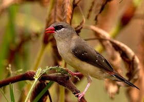 a-bird-sitting-on-branch-images