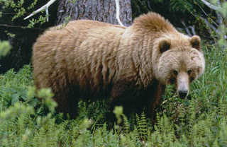 grizzly bear