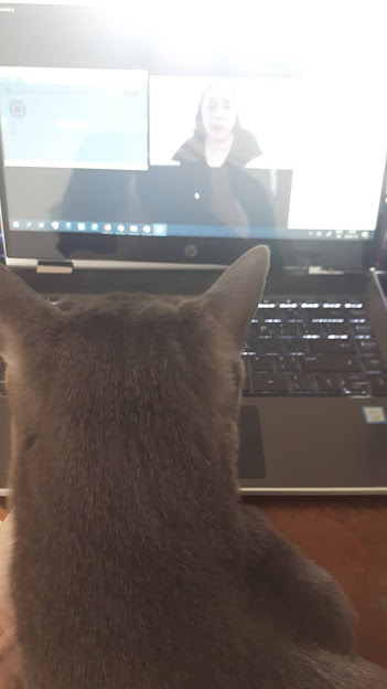 A sma;; grey cat is seen from behind, staring at a laptop screen on which there is a Zoom meeting.