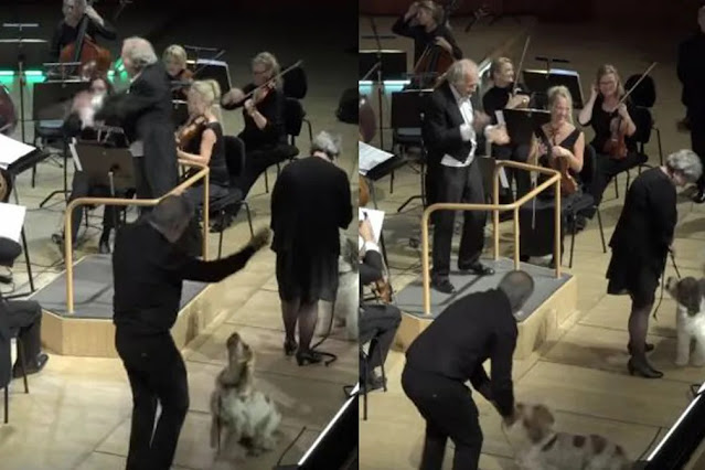 Orquestra ganha reforço de cães em sinfonia do pai de Mozart